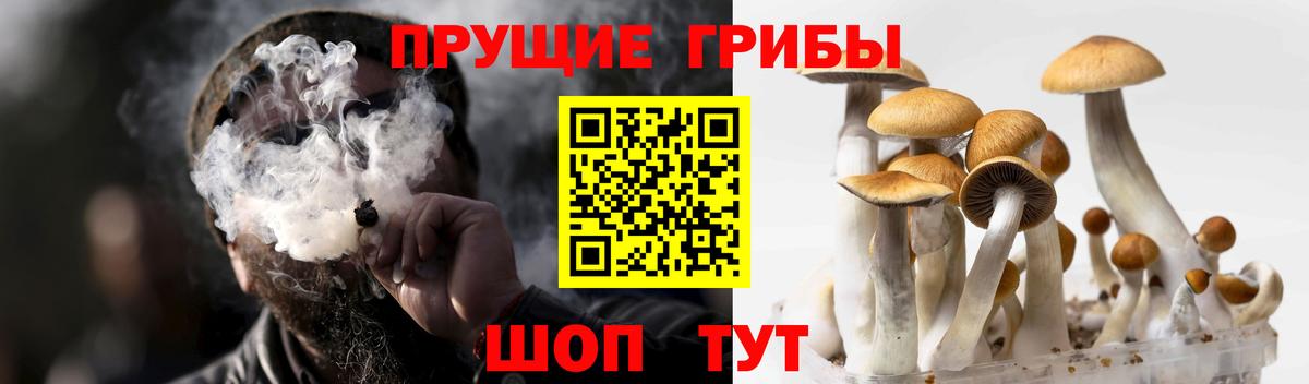 Озёрск  Псилоцибиновые грибы прущие грибы  Вход с VPN 